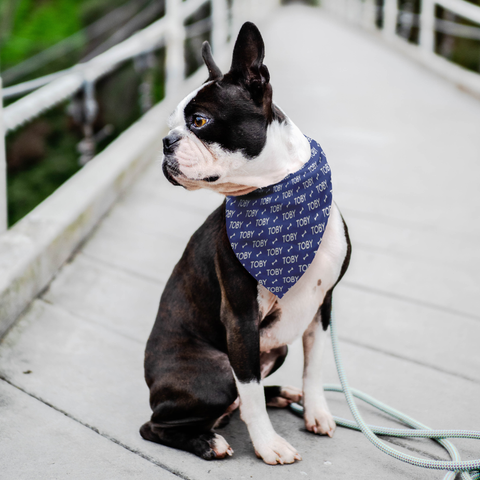 Image of Personalized Dog Bandana Pattern Name Bones