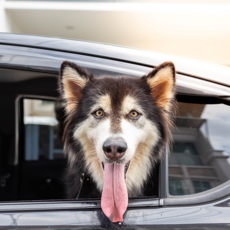 Safe Comfortable Driving With Your Furry Friend