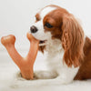5 Best Chew Toys For Dogs
