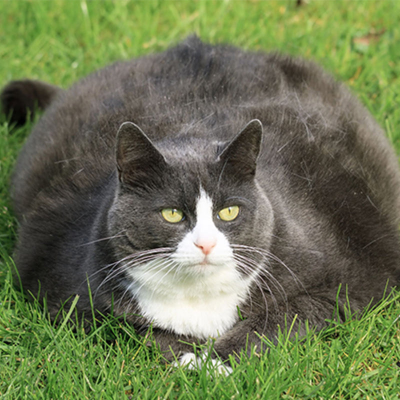 How to Prevent Obesity in Cats