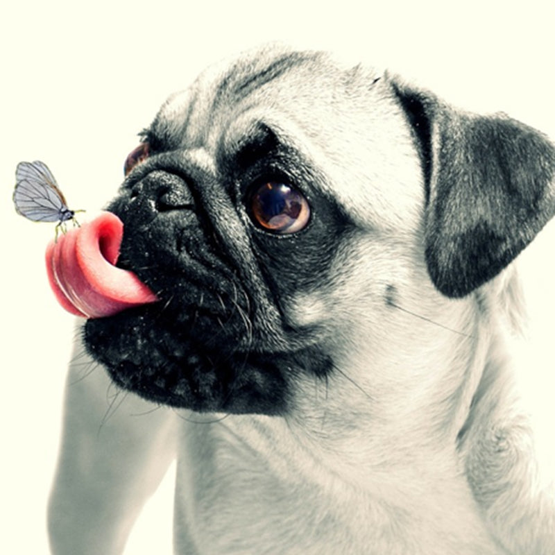 Why Do Dogs Lick Things?