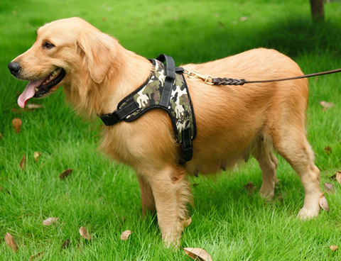 Image of Heavy Duty No Pull Padded Dog Harness